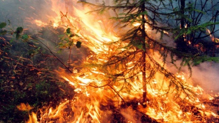 Горить Сибір, її не гасять. 3 млн. га в Росії охоплені вогнем. Дим від пожеж досяг Поволжя.